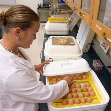 研究生在实验室里检查孵化的鸡蛋